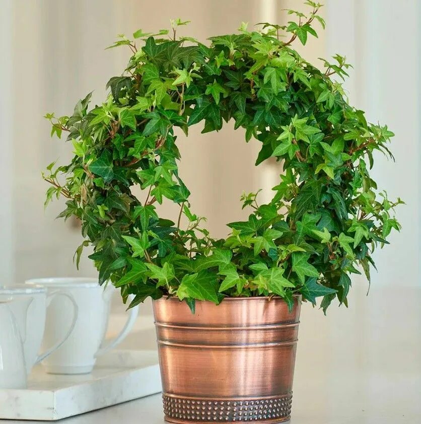 Плющ комнатный название и фото Купить семена - Плющ ирландский, Хедера (Hedera hibernica) Травушка-муравушка