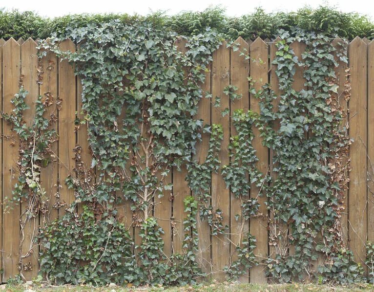 Плющ на заборе фото Ivy0101 - Free Background Texture - fence ivy overgrown wooden creepers vines gr