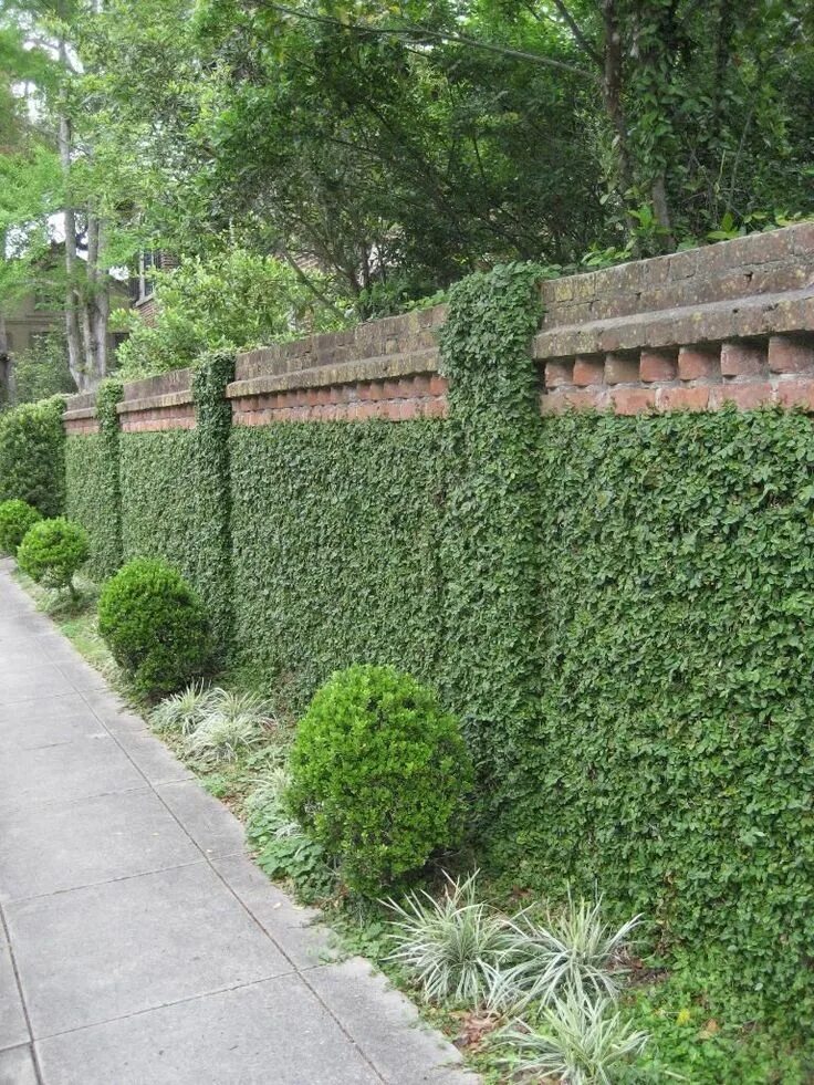 Плющ на заборе фото Image result for ivy walls Garden landscape design, Wall climbing plants, Garden