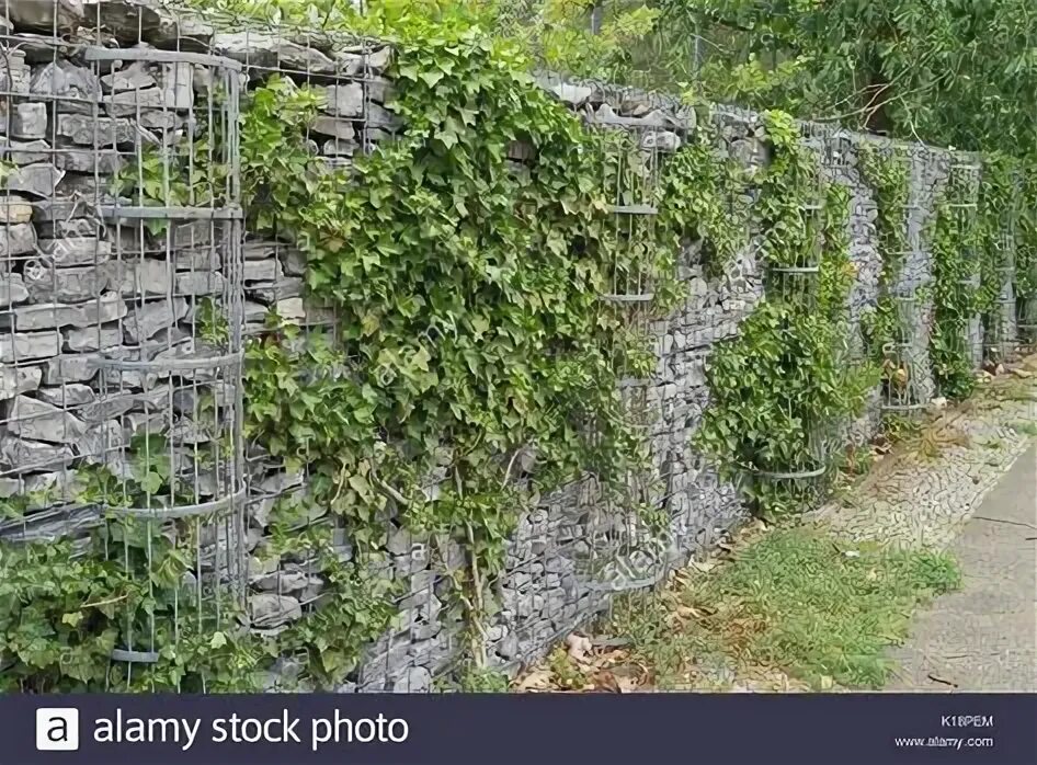 Плющ на заборе фото 10 популярных идей на тему "stone cage wall" для вдохновения
