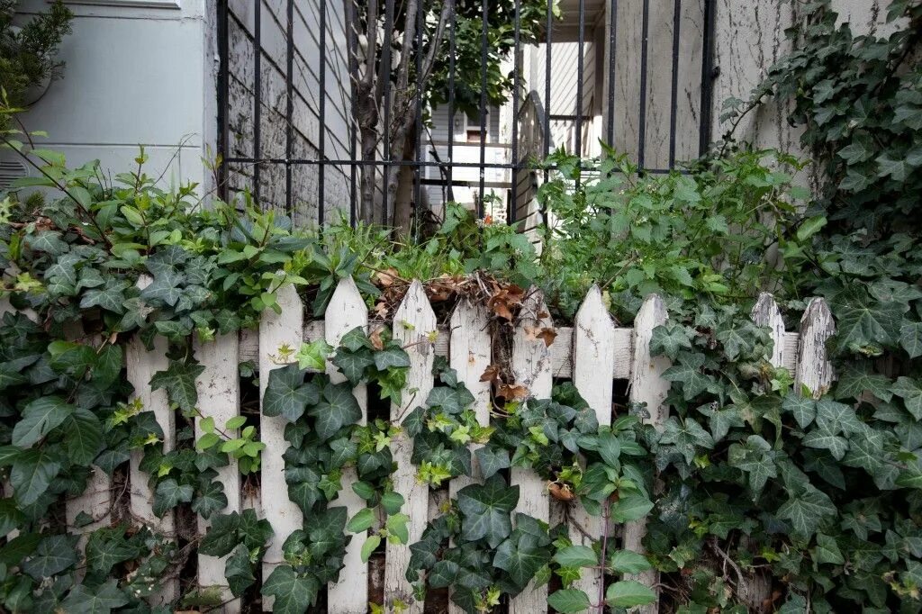 Плющ на заборе фото Ivy Fence Backyard fences, Easy fence, Fence landscaping