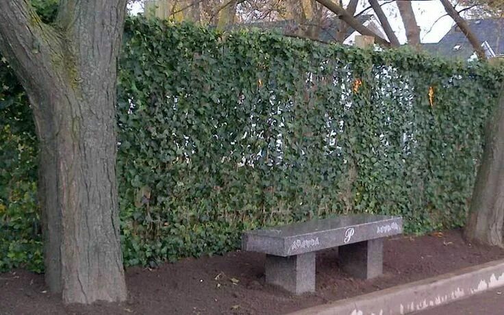 Плющ на заборе фото green-fences-2.jpg (800 × 500) Living fence, Green fence, Green living