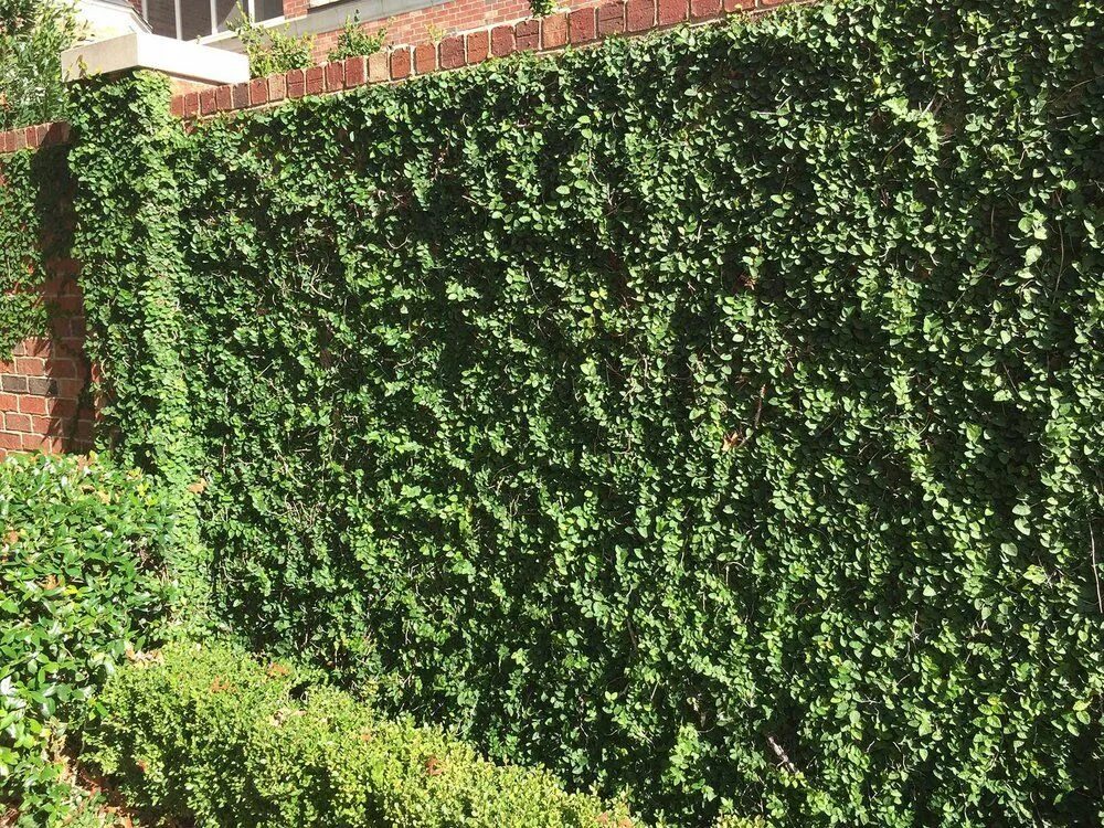 Плющ на заборе фото Plants for Dallas - Your Source for the Best Landscape Plant Information for the