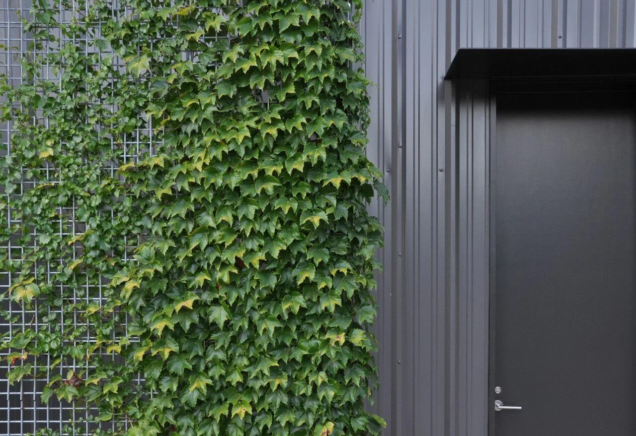 Плющ на заборе фото Gallery of Sonoma Barn / Michael Hennessey Architecture - 4 Garden planing, Scre