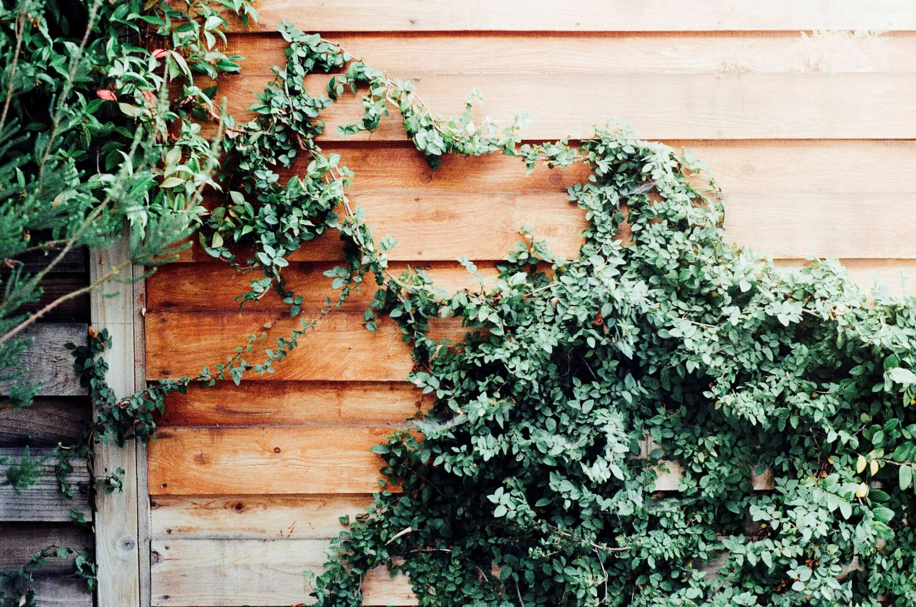 Плющ на заборе фото #fence #ivy #overgrown お 水, 写 真, 無 料 写 真
