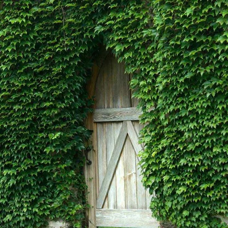 Плющ обыкновенный фото на заборе Boston Ivy For Sale Vines & Climbers Boston ivy, Growing vines, Garden vines