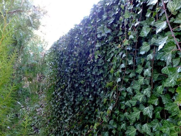 Плющ обыкновенный фото на заборе zhivaya-izgorod-iz-plyushha Plants, Garden