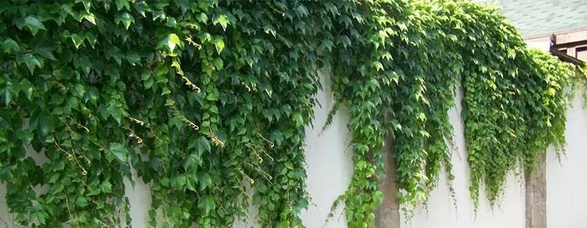 Плющ обыкновенный фото на заборе Как украсить забор своими руками? Установка заборов под ключ в Москве в компании