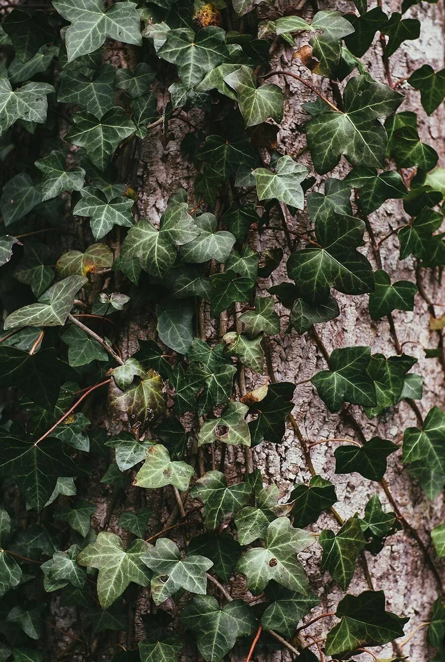 Плющ садовый фото Blue Ridge Mountains Cereal Magazine - Modern Design - Modern Design 2 Ivy plant