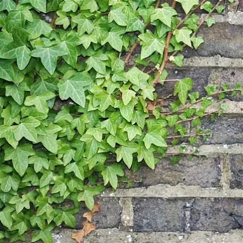 Плющ садовый фото English Ivy Ivy plants, Garden vines, Evergreen vines