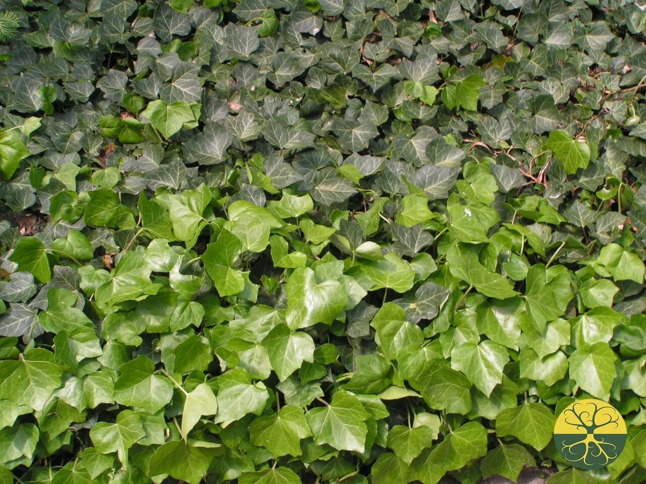 Плющ садовый фото Плющ садовый вечнозелёный (Hedera helix