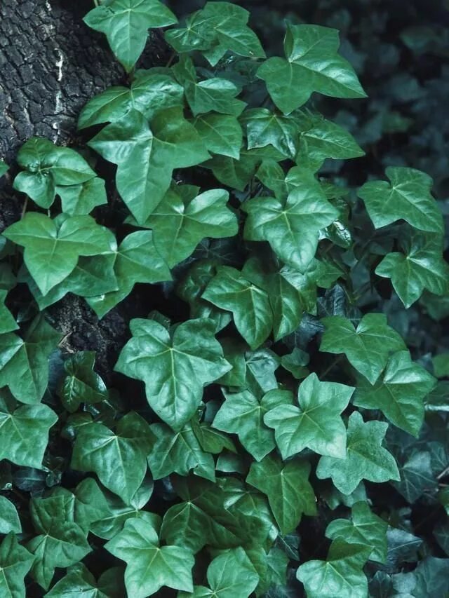 Плющ садовый фото и названия 27 Fast Growing Climbing Plants To Decorate Your Home #Gardening #informationabo