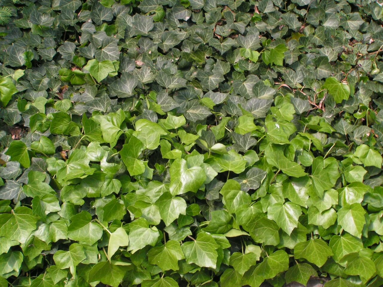 Плющ садовый фото и названия Ирландский плющ: Красота Hedera Hibernica Натуралист Фотогалерея природы на dia-