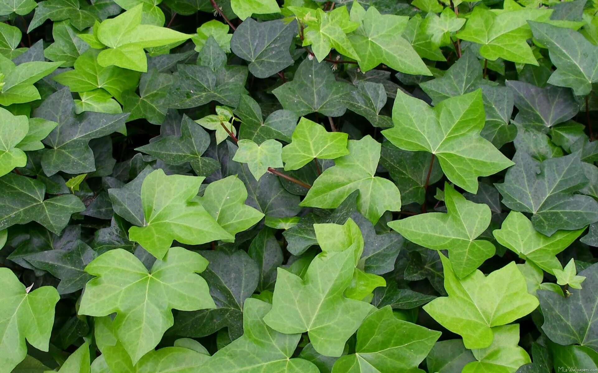 Плющ садовый фото и названия Pin by Linda Mcguire on IVY COTTAGE*❤* Ivy plants, Plants, Green ivy