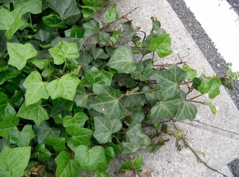Плющ садовый фото и названия Hedera helix Gardening Wiki Fandom