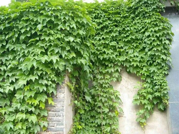 Плющ садовый фото и описание Plantas, Flores
