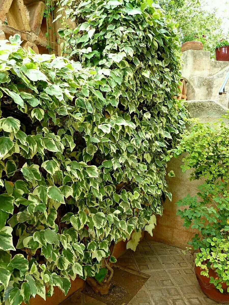 Плющ садовый фото виды Variegated Algerian Ivy 5"-6" Tall Endless Spread Evergreen No Blooms but is mul