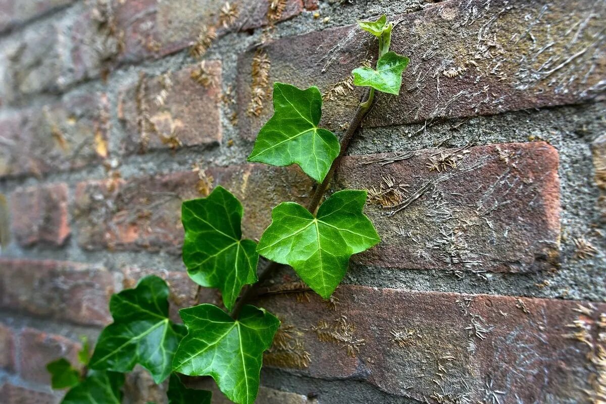 Плющ садовый фото виды Hedera helix фото Molot-Club.ru