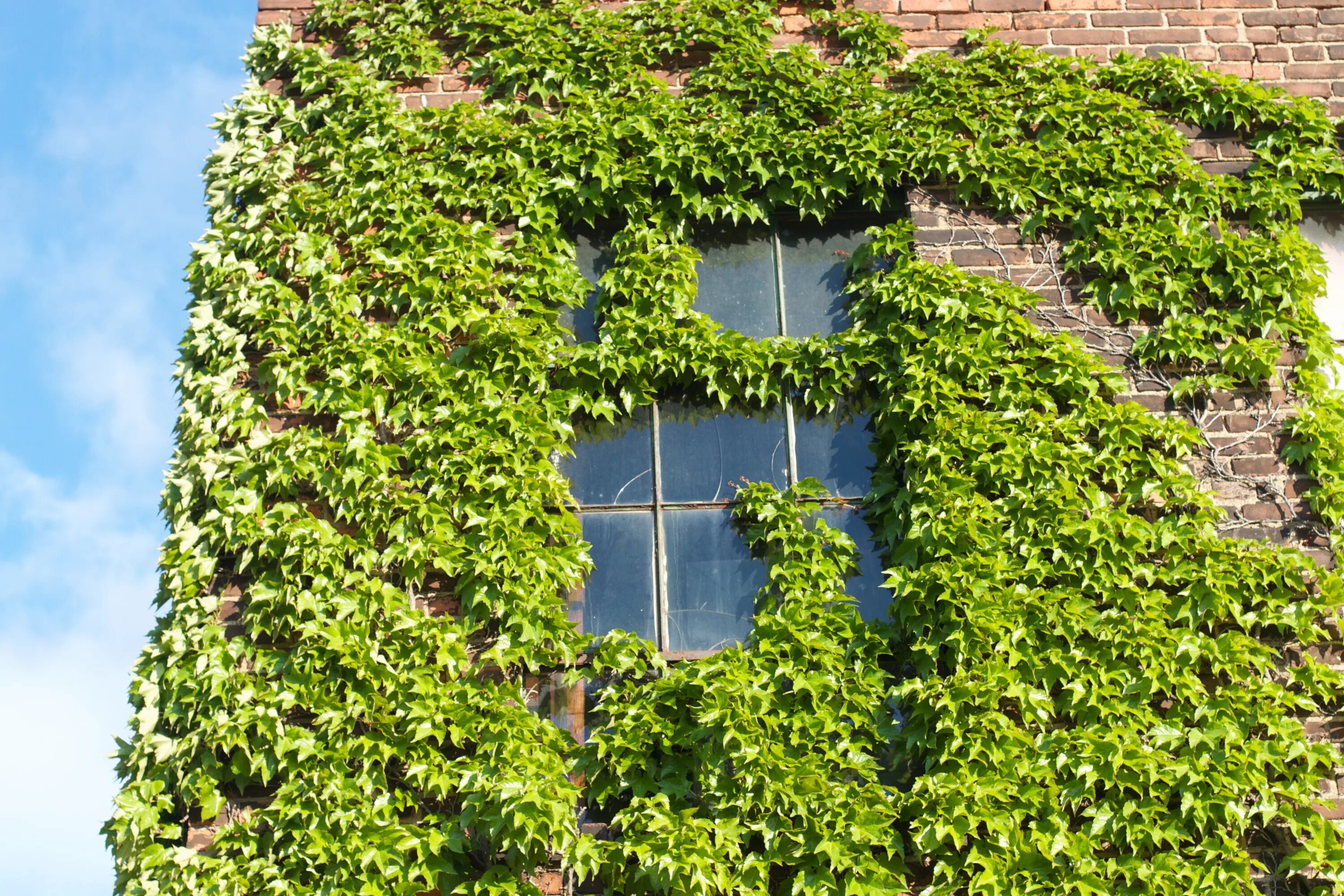 Плющ садовый фото виды Free Images : tree, flower, ivy, garden, shrub, raildog, ecosystem, flowering pl