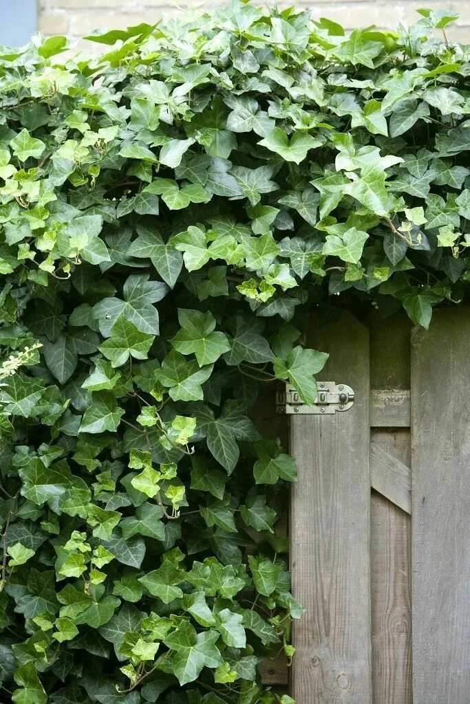 Плющ садовый фото виды Pin von Deborah Klose auf Ivy & Climbers Garten, Efeu
