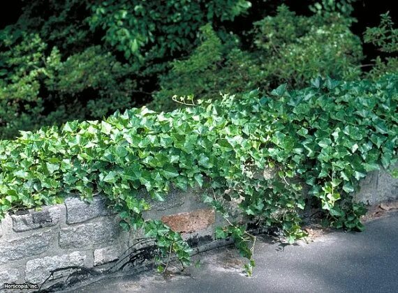 Плющ садовый вечнозеленый фото 50 Baltic ivy by bluffviewnursery on Etsy Plants, Evergreen climbing plants, Nat