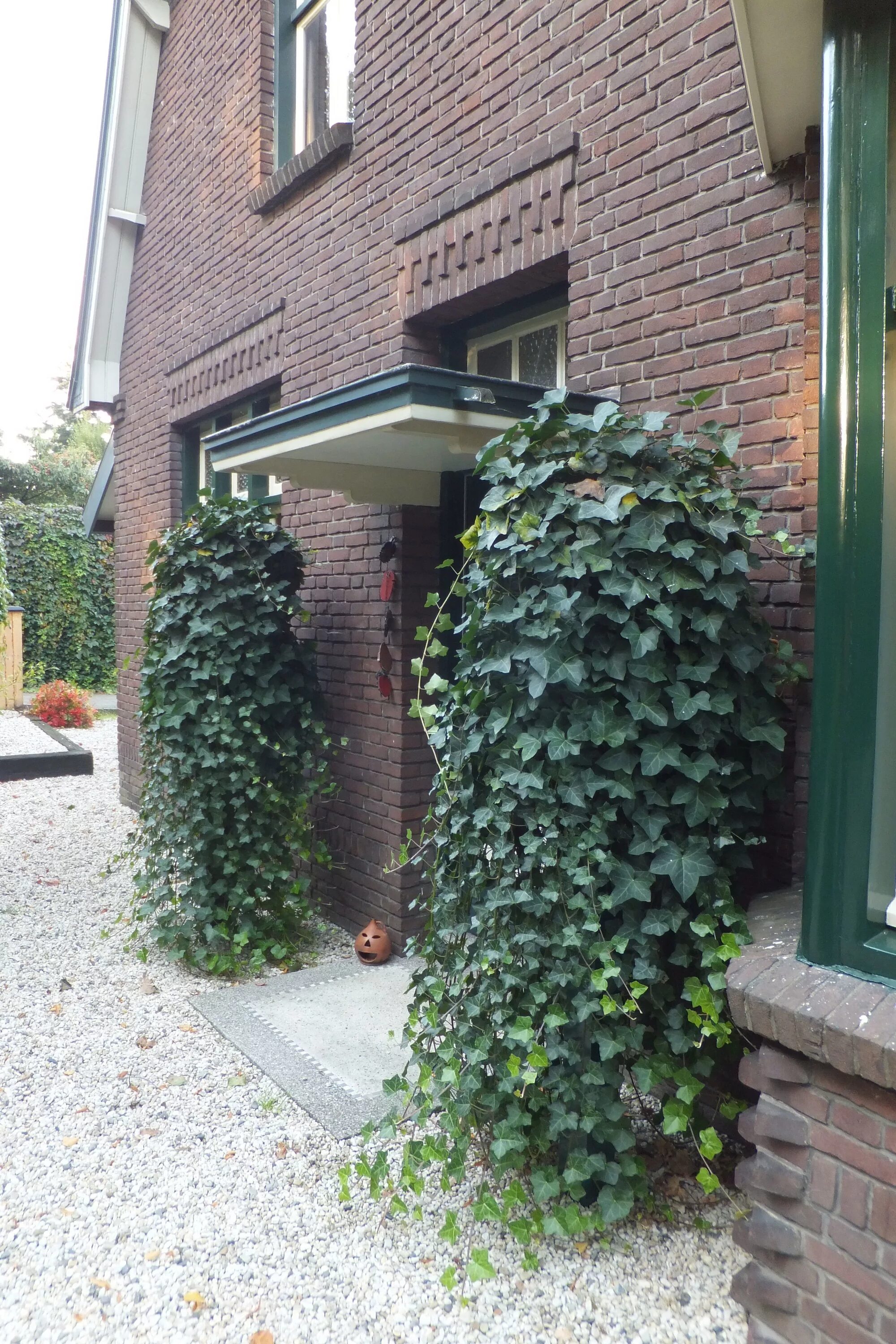 Плющ садовый вечнозеленый фото Ivy Climbing Plant for Innovative Growth