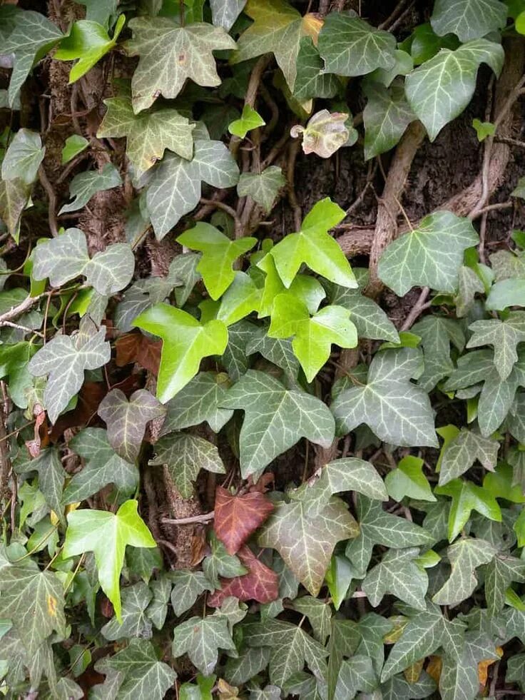 Плющ садовый вечнозеленый морозостойкий фото Invasive Plants: 10 Beautiful But Invasive Perennials You Do Not Want In Your Ga