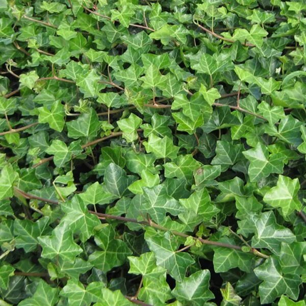 Плющ садовый вечнозеленый морозостойкий фото Plantes dépolluantes pour assainir l’air Mur-Végétal-Paris.fr Mur vegetal, Plant