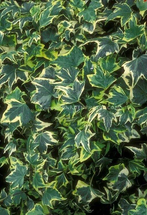 Плющ садовый вечнозеленый морозостойкий фото Hedera helix 'Gold Ripple' variegated ivy Plant & Flower Stock Photography: Gard