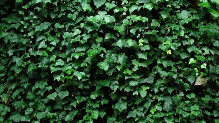 Плющ садовый вечнозеленый морозостойкий фото и описание The Best Vines And Creepers To Grow In Australia Australian garden, Vines, Creep