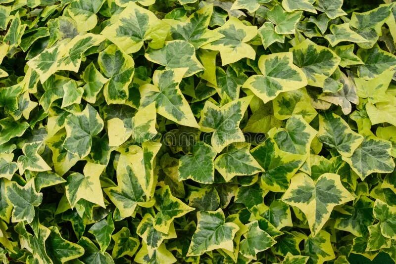Плющ садовый вечнозеленый морозостойкий фото и описание Hedera Helix Goldchild English Ivy Evergreen Shrub Stock Photo - Image of plant,