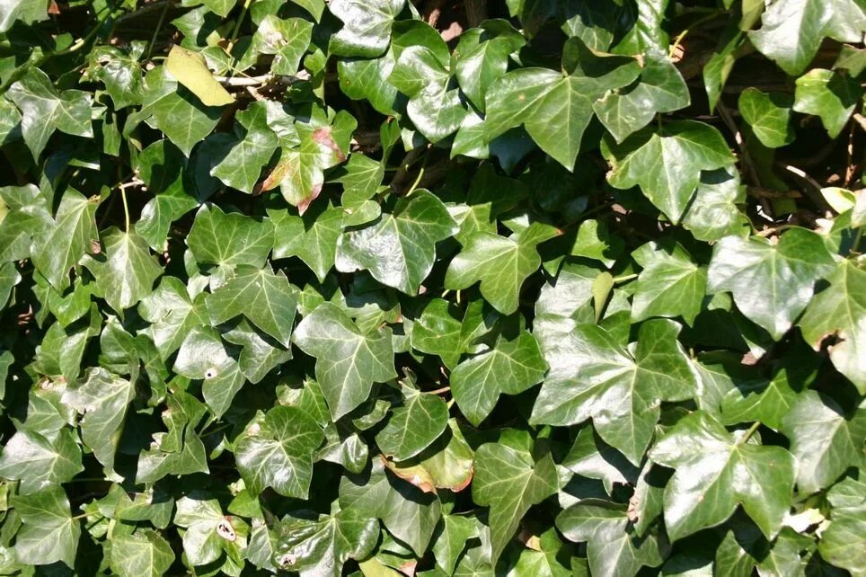 Плющ садовый вечнозеленый морозостойкий фото и описание Gemeiner Efeu - Hedera helix Gemeiner efeu, Efeu, Sichtschutz garten