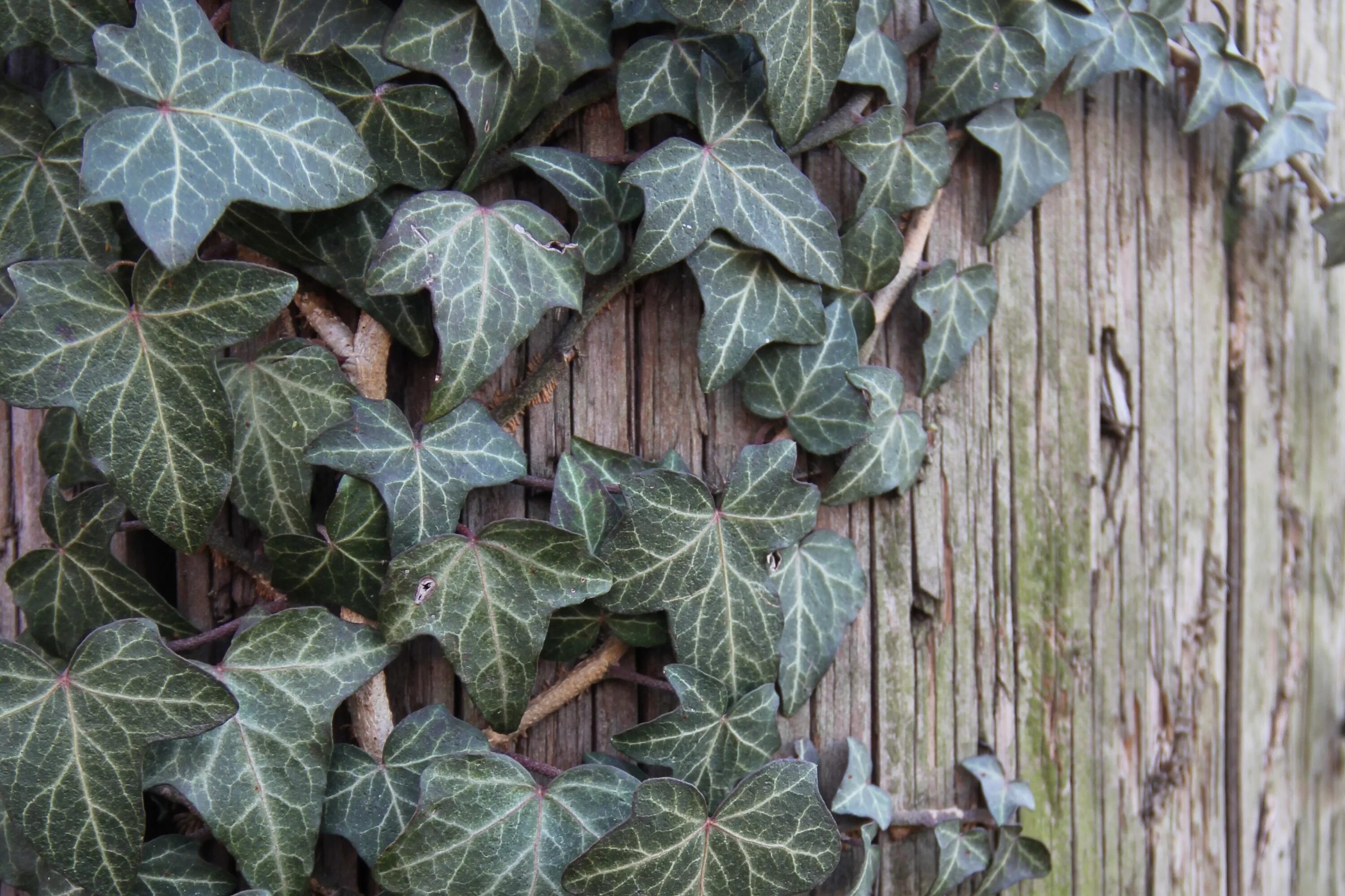 Плющ садовый вечнозеленый морозостойкий фото и описание Incorporating English Ivy in Your Landscaping Идеи посадки растений, Растения, Ж