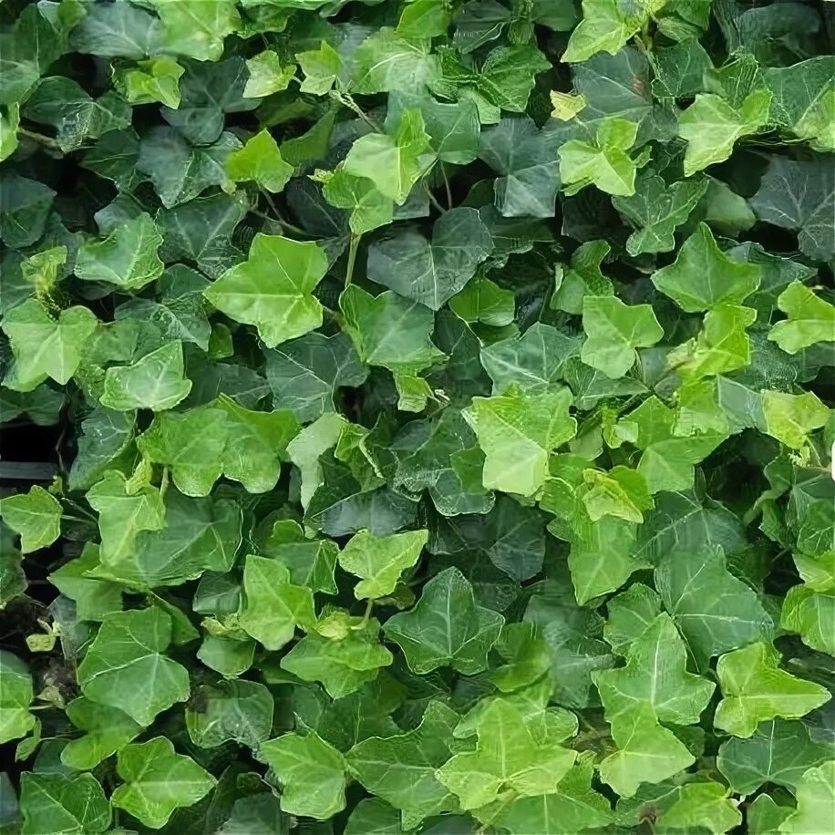 Плющ садовый вечнозеленый морозостойкий фото и описание Efeu 60-75 cm (Hedera Hibernica) online kaufen Ivy plant indoor, Hedera, Ivy pla