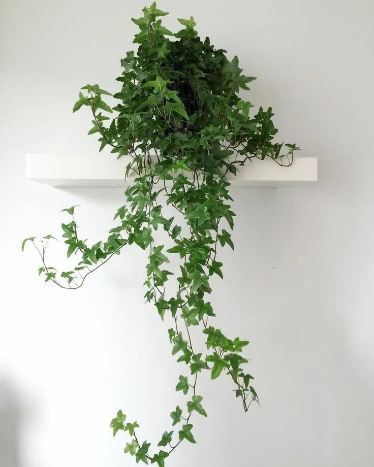 Плющ цветущий фото hedera helix english ivy air purification houseplants clean air plants plant hea