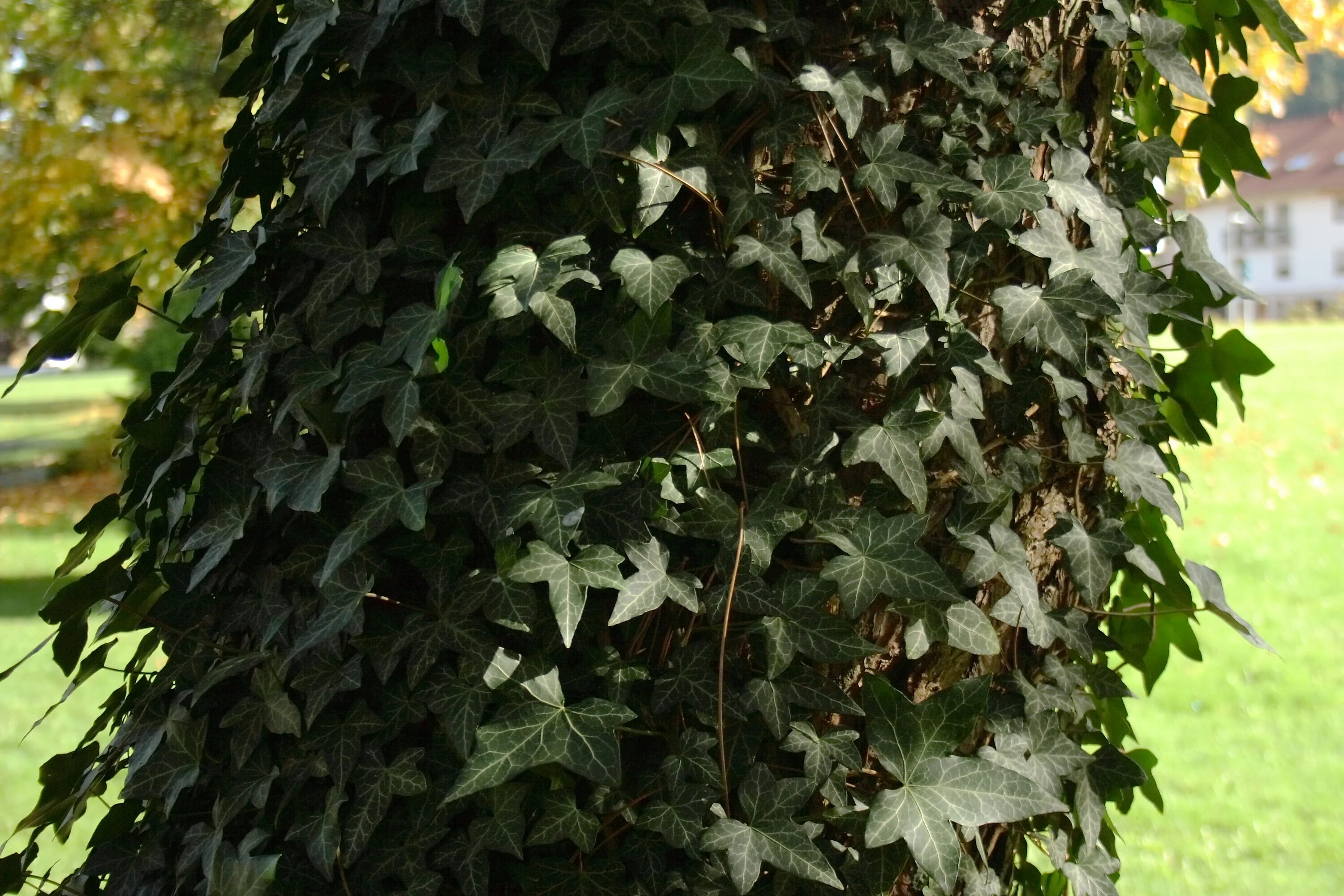 Плющ цветущий фото Free Images : tree, leaf, flower, green, produce, ivy, autumn, tribe, leaves, sh