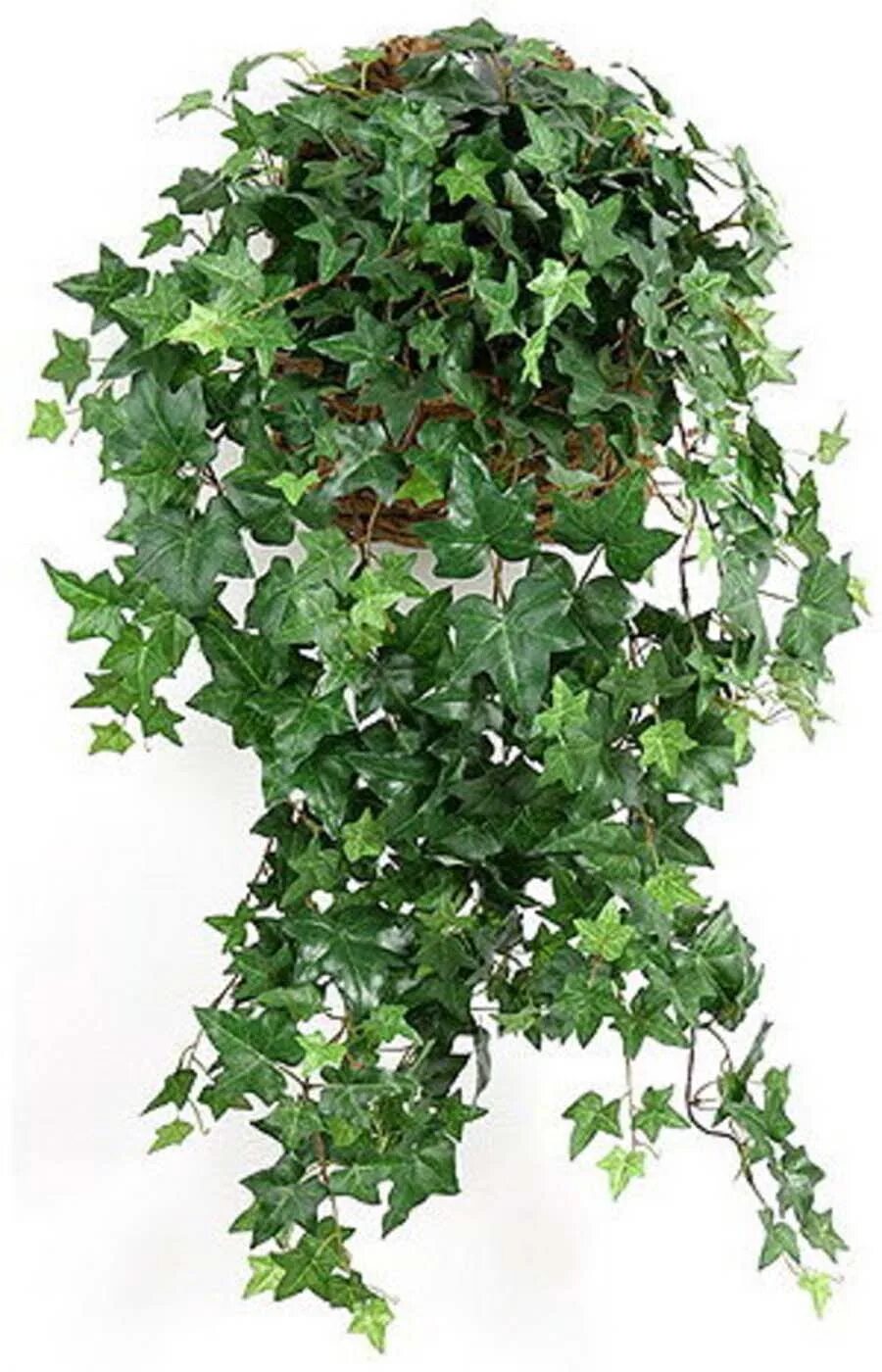 Плющ цветущий фото Лиана Хедера Хеликс Голден Колибри - Hedera helix Kolibri D30 H100 купить в Санк