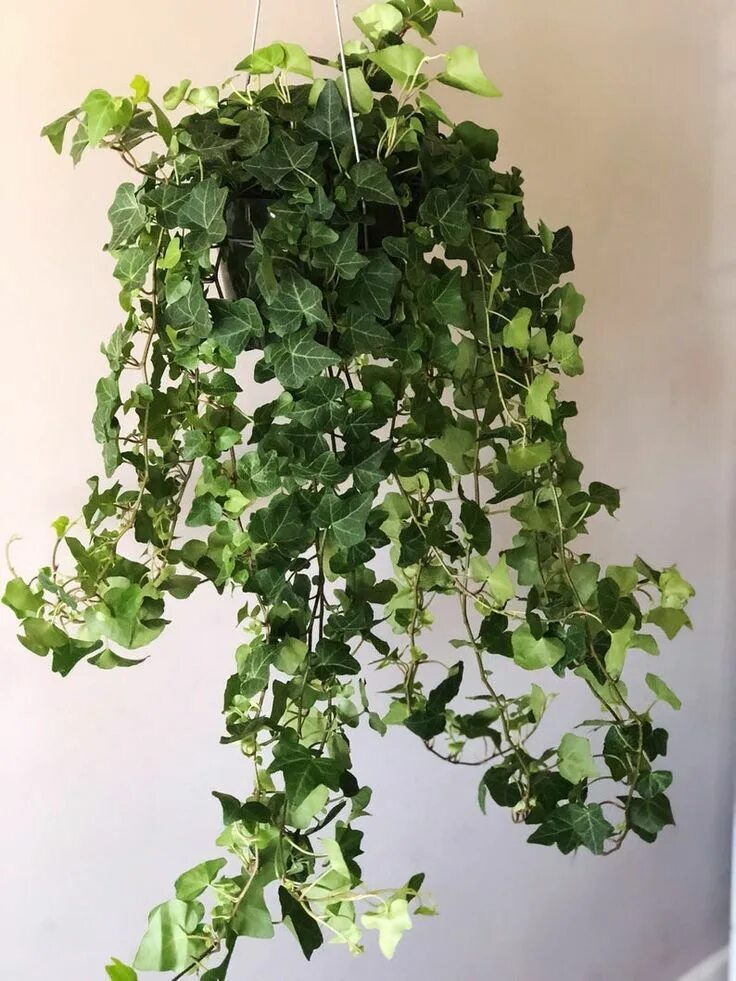 Плющ цветущий фото How to Care for an English Ivy Plant Hanging plants, English ivy plant, Ivy plan