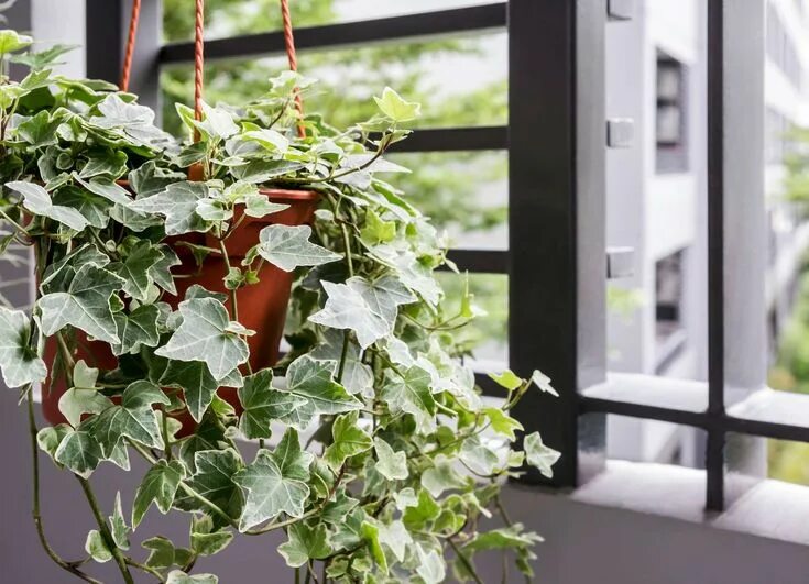 Плющ цветущий фото Luftreinigende Pflanzen im Überblick - Plantura Bedroom plants, Best plants for 