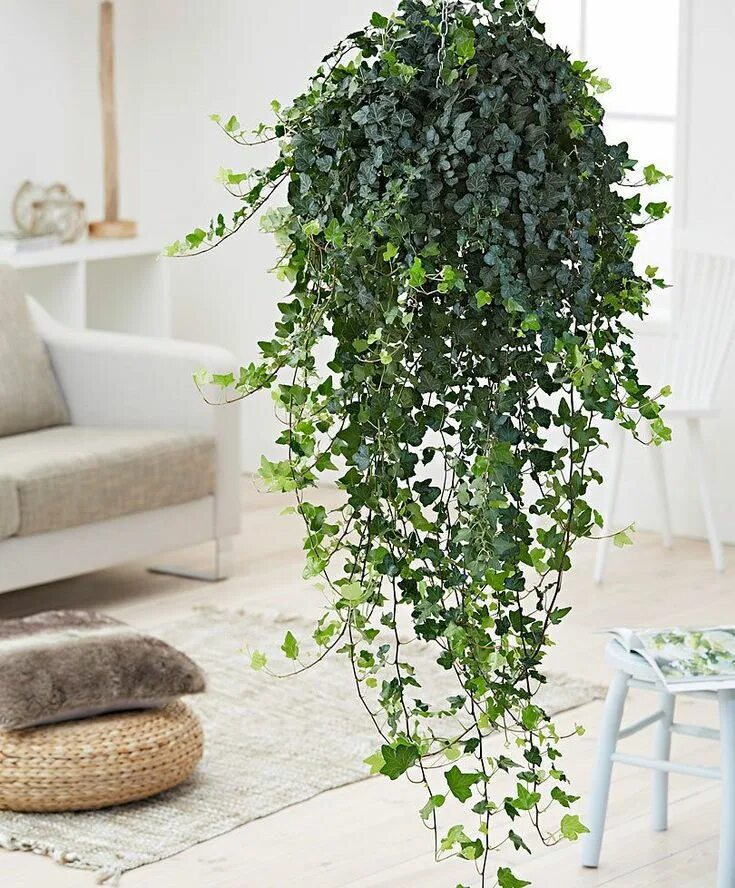 Плющ цветущий фото The Best Indoor Plants for Hanging Baskets OhLaDe Plants for hanging baskets, Ha