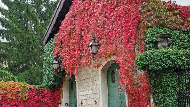 Плющ цветущий фото Piante per il pergolato: Vite rossa Piante rampicanti, Progettazione giardino di