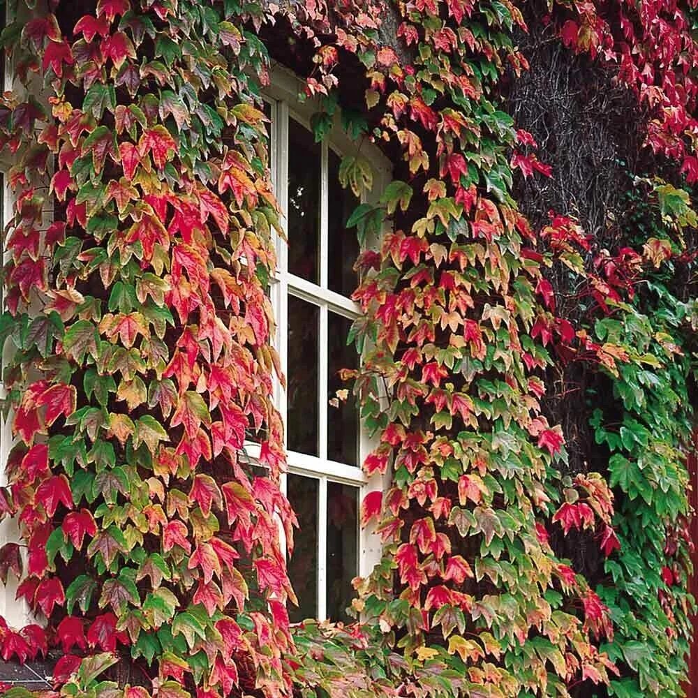 Плющ цветущий фото BOSTON IVY VIGOROUS SELF CLINGING VINE CREEPER 50 SEEDS PER PACK eBay