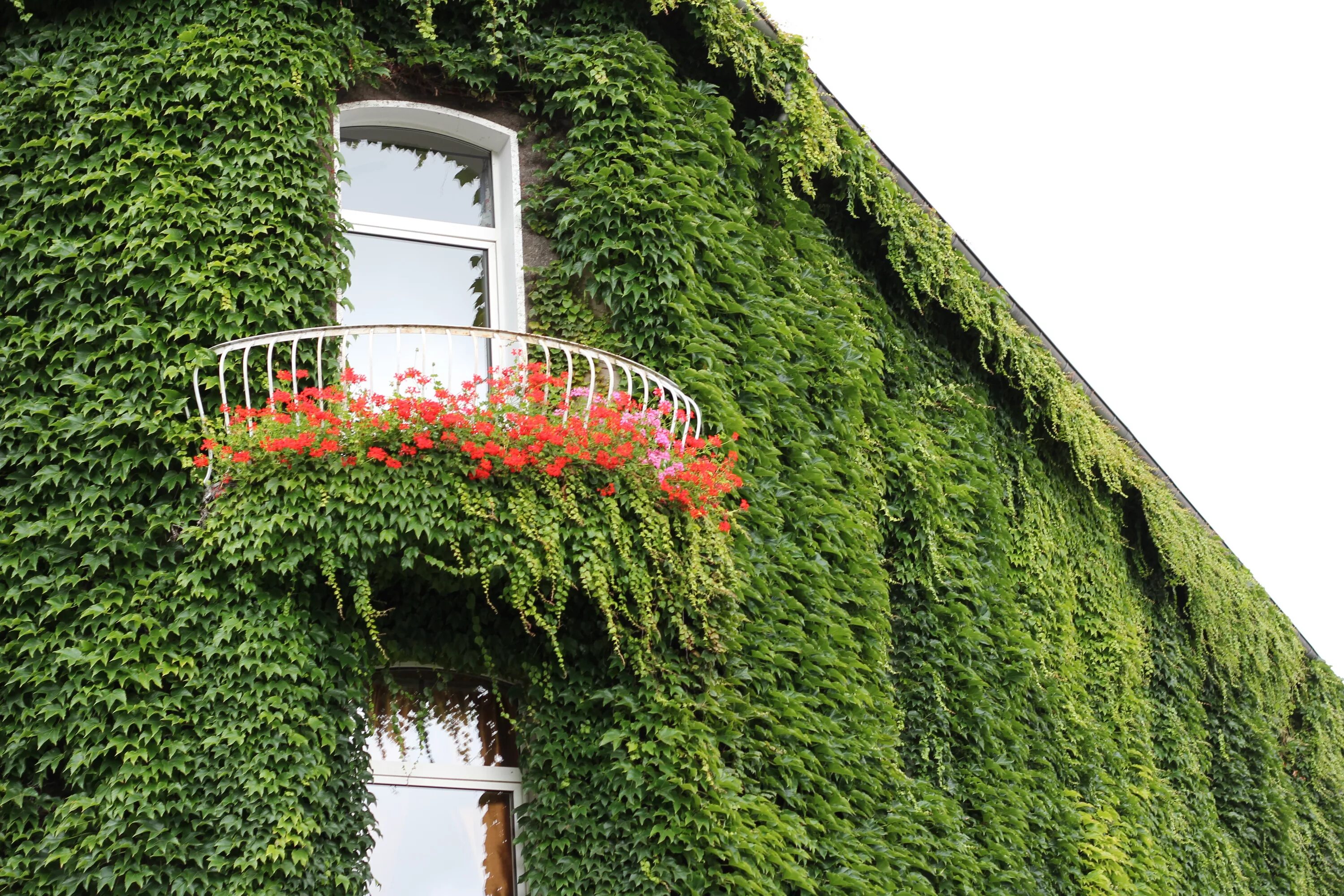 Плющ цветущий фото Free Images : tree, architecture, flower, window, building, wall, green, tower, 