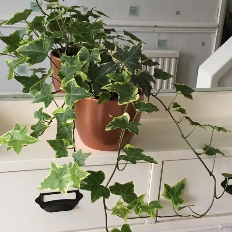 Плющ уход в домашних условиях фото Hedera helix 'Glacier', Variegated common ivy 'Glacier' - uploaded by @Gardening