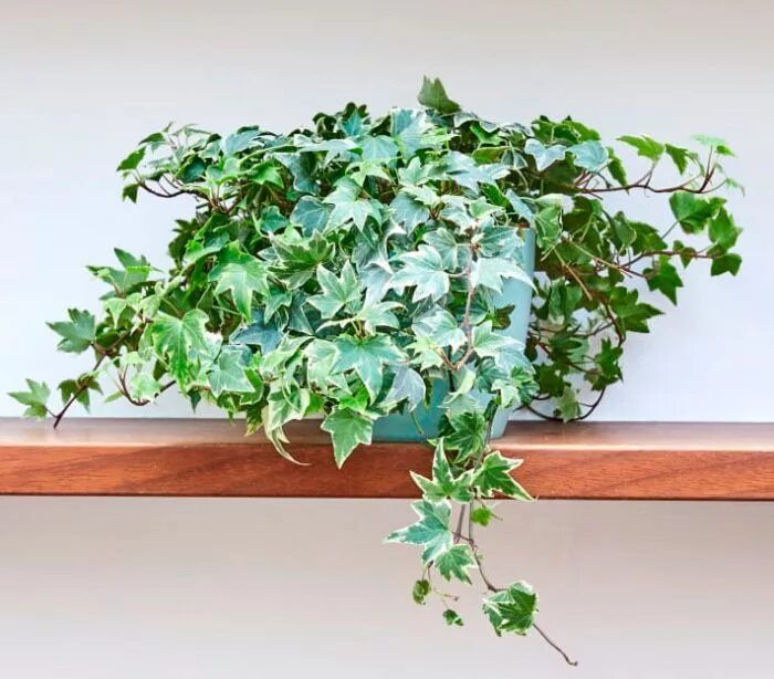 Плющ уход в домашних условиях фото Хедера (Плющ комнатный) Plants, Flowers, Herbs