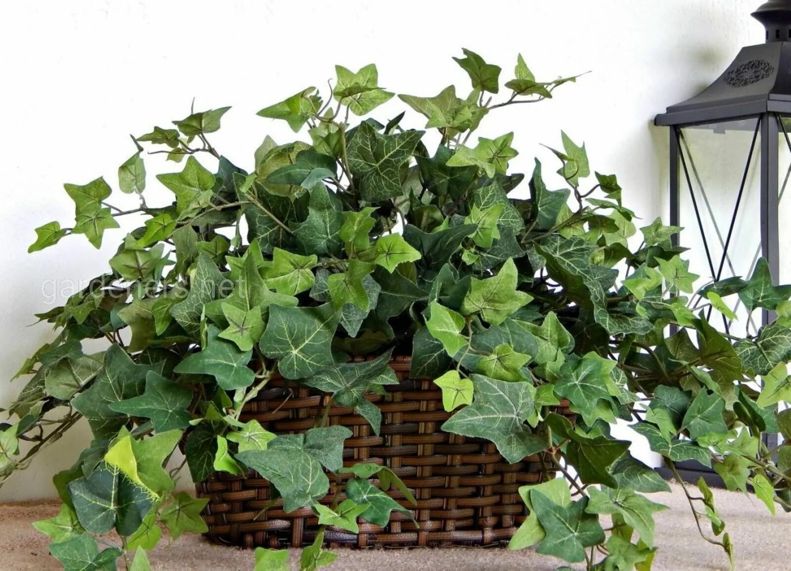 Плющ в домашних условиях фото hedera hibernica - плющ ирландский - купить с доставкой по выгодным ценам в инте