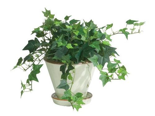 Плющ в горшке фото Pin by Christina Halverson on Plants/ Flowers Plants, Ivy plants, Planting flowe