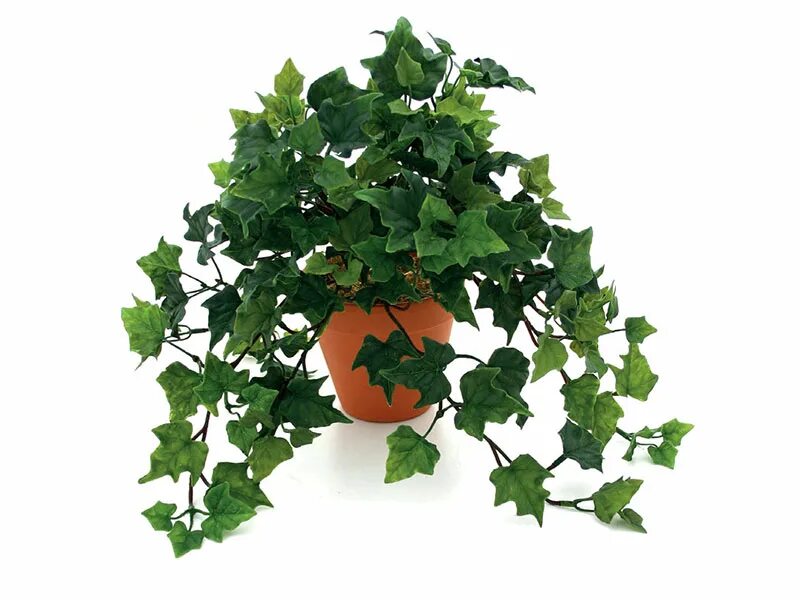 Плющ в горшке фото Try Different Ideas with Home Decor Plants - FNP - Official Blog