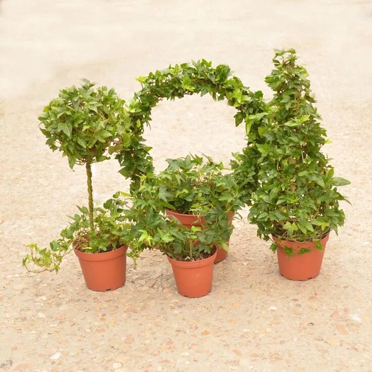 Плющ в горшке фото Ivy Topiaries Topiary plants, Container gardening flowers, Winter container gard