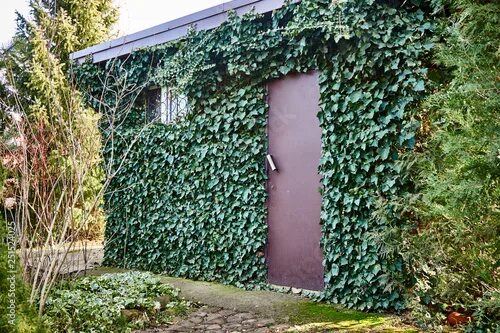 Плющ в интерьере палисадника на даче Common ivy on the walls of a building located in the garden. The stone buildings
